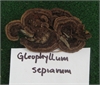 Gleophyllum sepiarum